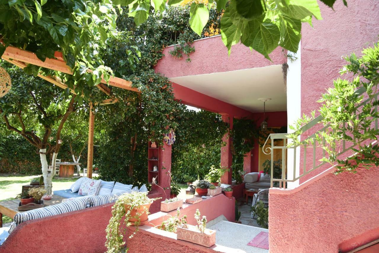 Zacharoulas Katikies أمارنثوس المظهر الخارجي الصورة